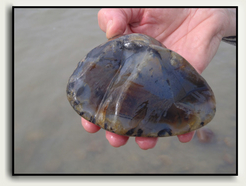 A well defined Montana Agate.