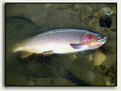 A nice Yellowstone Cutthroat trout destined to be released. Fishing is often an added bonus to a day